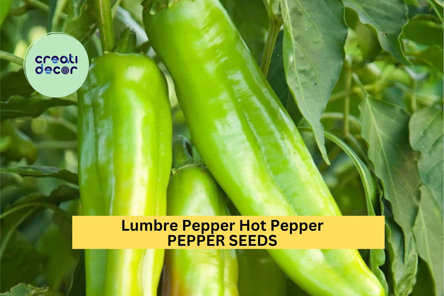 3pcs Lumbre Hot Pepper Seeds – Mexican Chili Capsicum annuum for Spicy Salsas & Hot Sauces – High-Yield, Fast-Growing Heirloom Variety