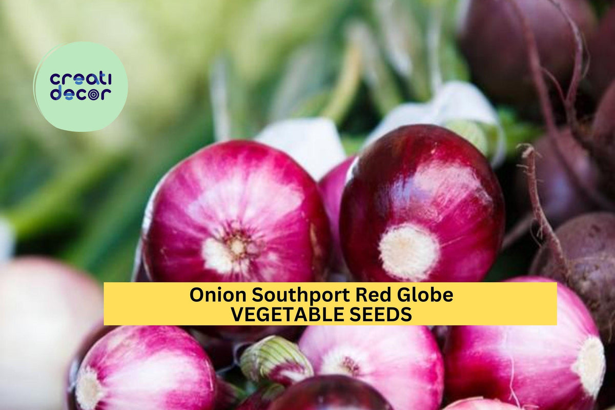 3pcs Southport Red Globe Onion Seeds – Heirloom Deep Red Storage Onions – Allium cepa for Planting, Slicing & Cooking