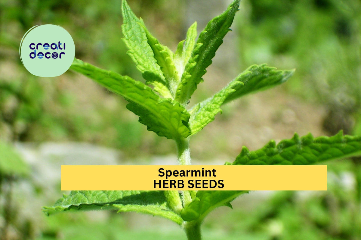 3pcs Mentha spicata Spearmint Herb Seeds – Fragrant Culinary & Medicinal Mint for Garden, Tea, Containers