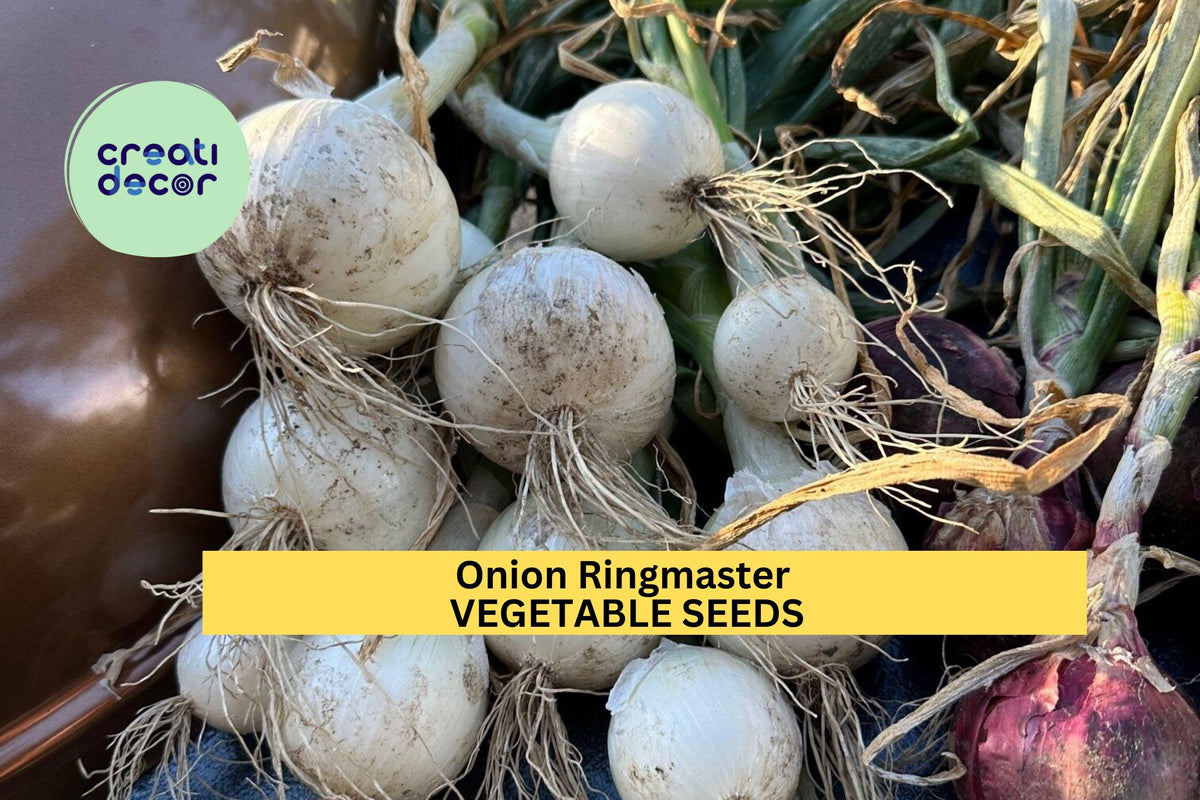 3pcs 250mg Onion Ringmaster Seeds – Large White Sweet Onions for Onion Rings, Sandwiches & Summer Gardens – Allium cepa