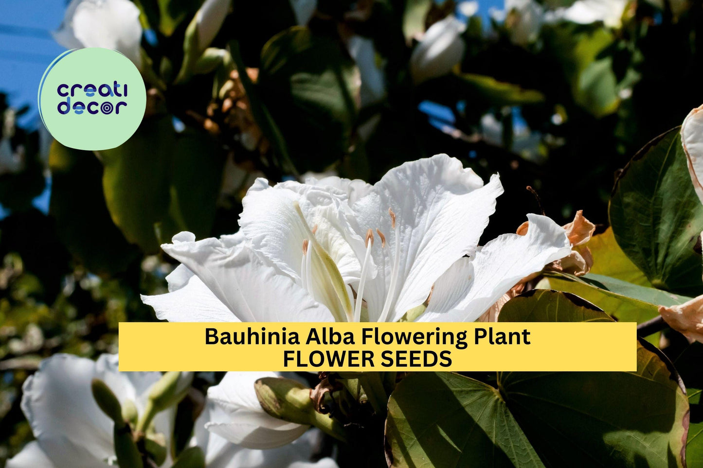 3pcs Bauhinia Alba Seeds – White Orchid Tree Tropical Flowering Tree for Garden, Landscape, and Butterfly Attraction