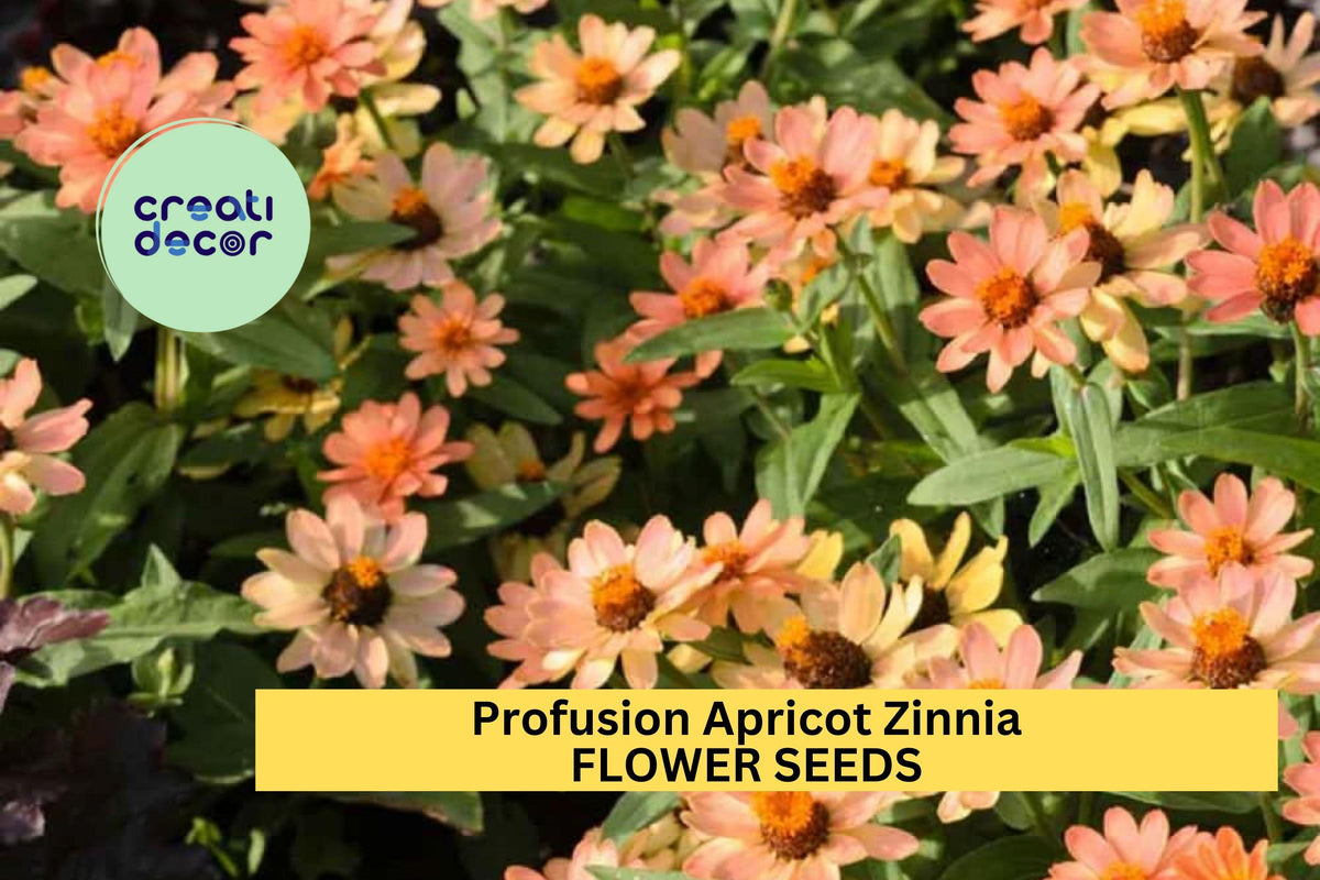 100+ Profusion Apricot Zinnia Seeds – Soft Orange-Peach Blooms, Heat-Tolerant, Disease-Resistant, Annual Garden Flowers, Zinnia hybrida