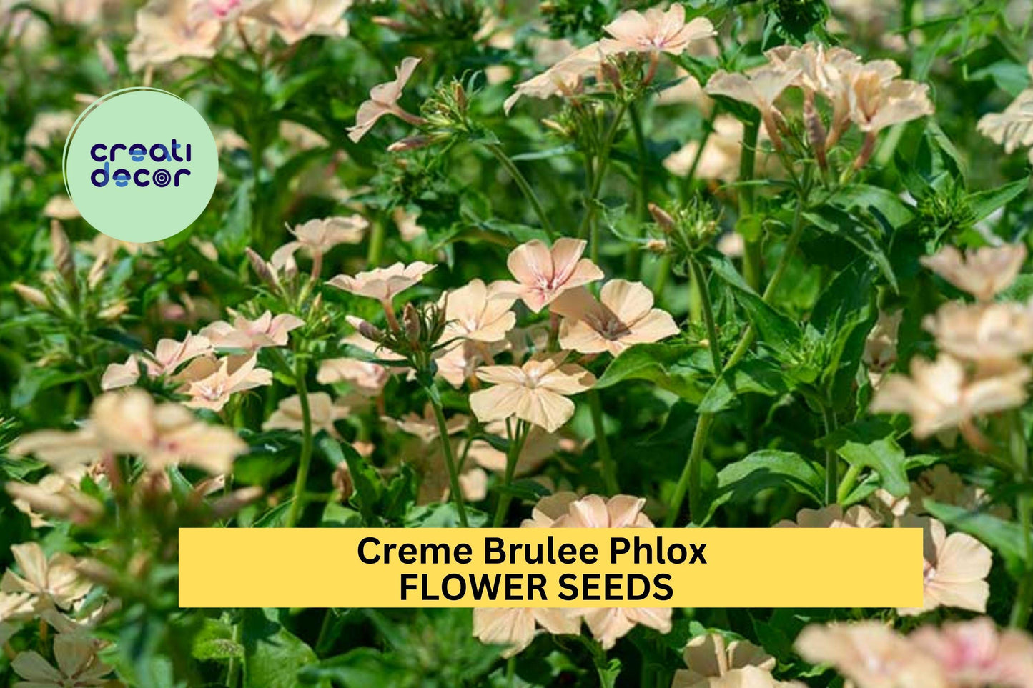 Crème Brûlée Phlox Seeds – 100+ Peach & Cream Blooms, Fragrant Perennial for Gardens, Borders & Pollinator Attracting, Phlox paniculata