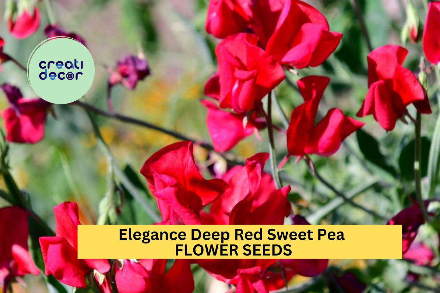 Sweet Pea Seeds 50+ Elegance Deep Red Fragrant Climbing Vines Lathyrus odoratus for Trellises and Gardens
