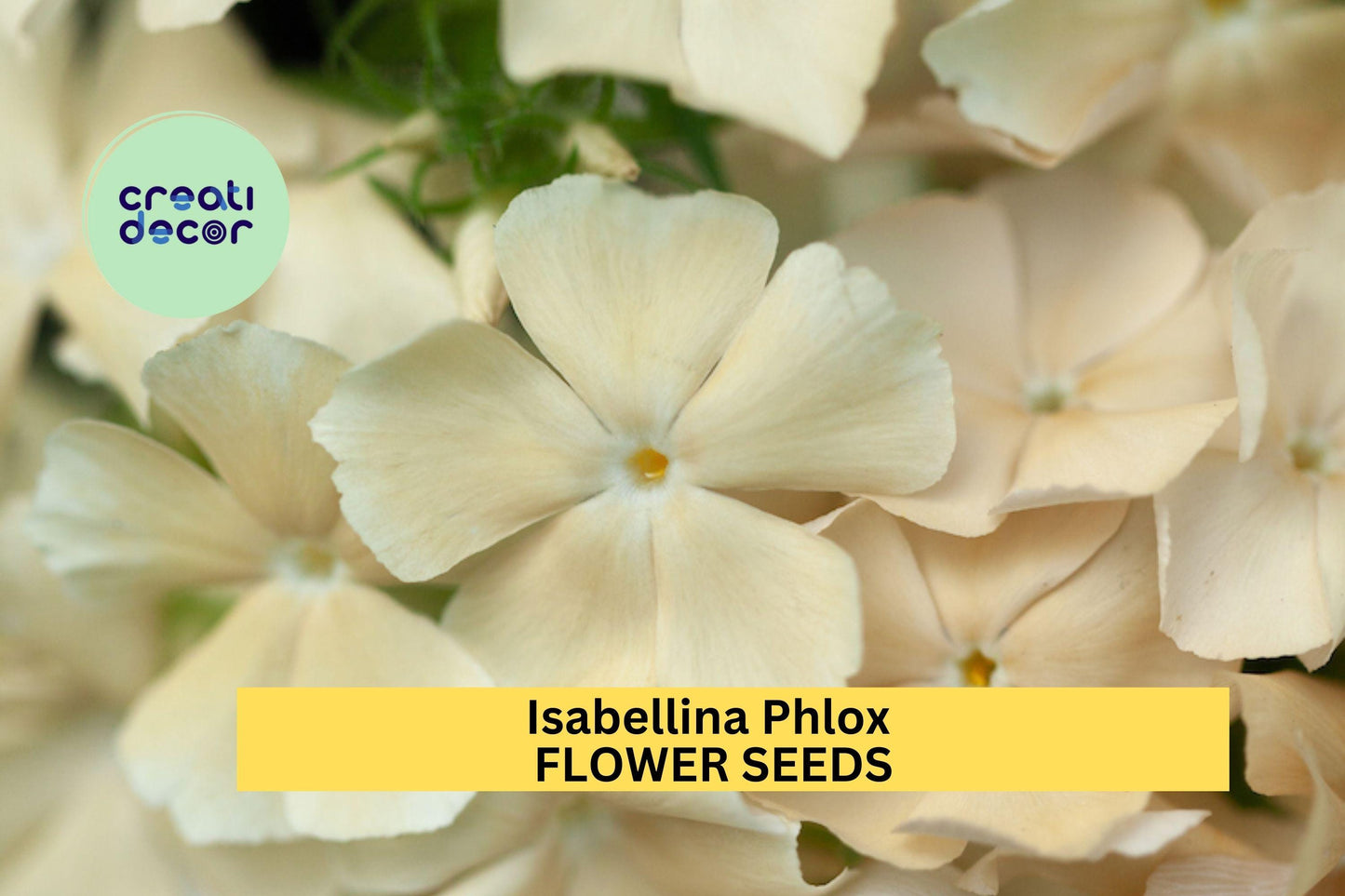 Isabellina Phlox Seeds – 100+ Soft Butter-Yellow Blooms, Compact Annual for Borders, Pollinator Gardens, Phlox drummondii