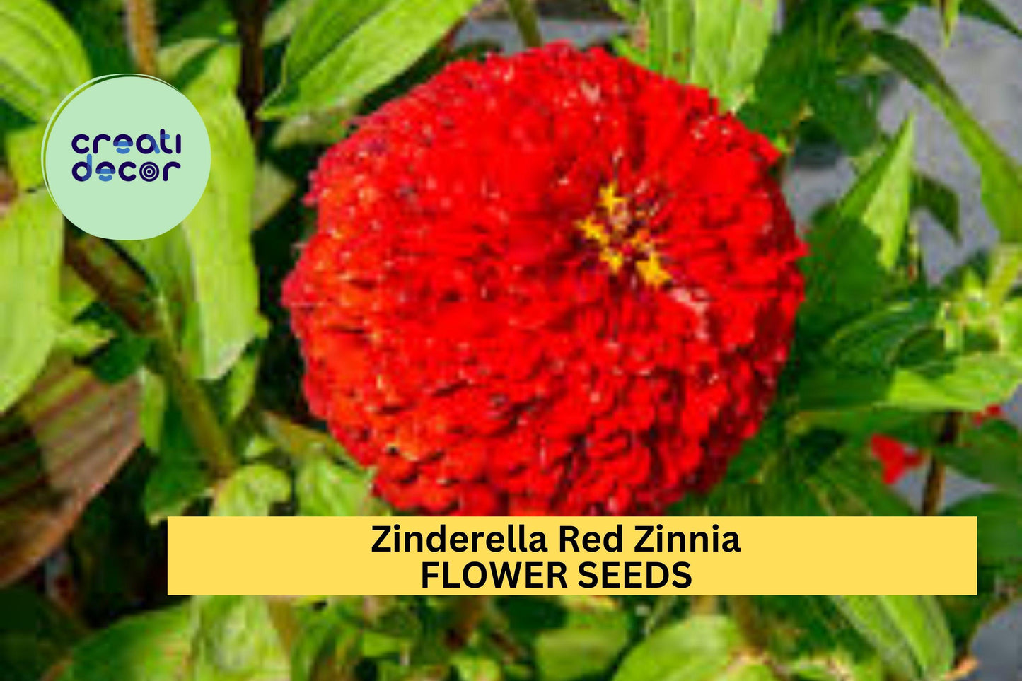 100+ Zinnia Seeds – Zinderella Red Double Blooms, Scabiosa-Style Flowers, Heat-Tolerant Annual, Zinnia elegans for Garden, Cutting & Pollinator Beds