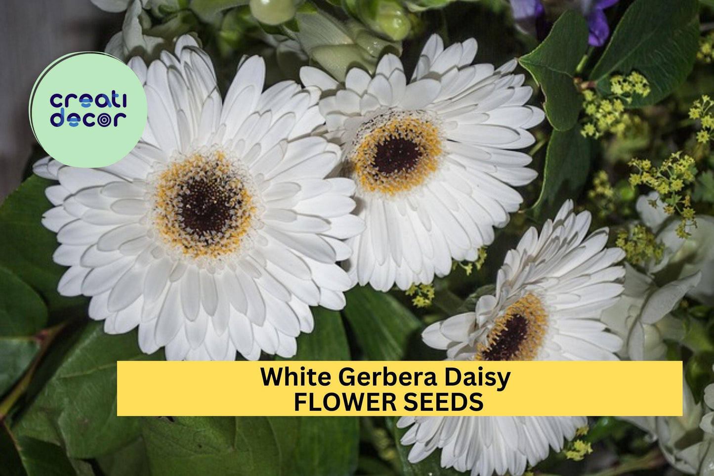 200+ White Gerbera Daisy Seeds – White Blooms for Garden, Cut Flowers, Borders & Pots – Gerbera jamesonii