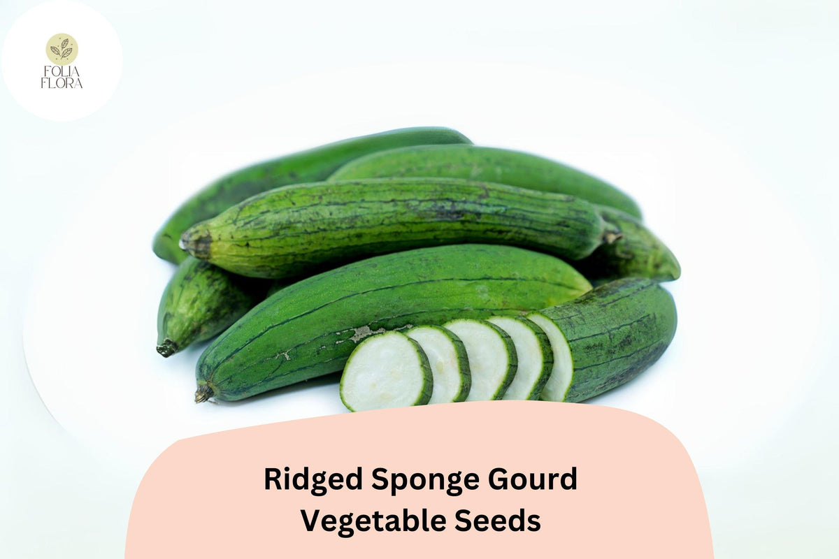 Ridged Sponge Gourd Seeds - Heirloom Luffa acutangula, Trellis Vegetable, Edible Green Vine, 20pcs