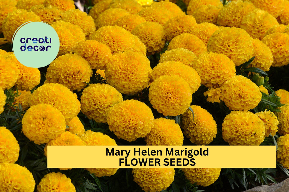 25+ Mary Helen Marigold Seeds – Golden Yellow Double Blooms, Tagetes erecta, Summer Annual for Garden Beds, Borders & Containers