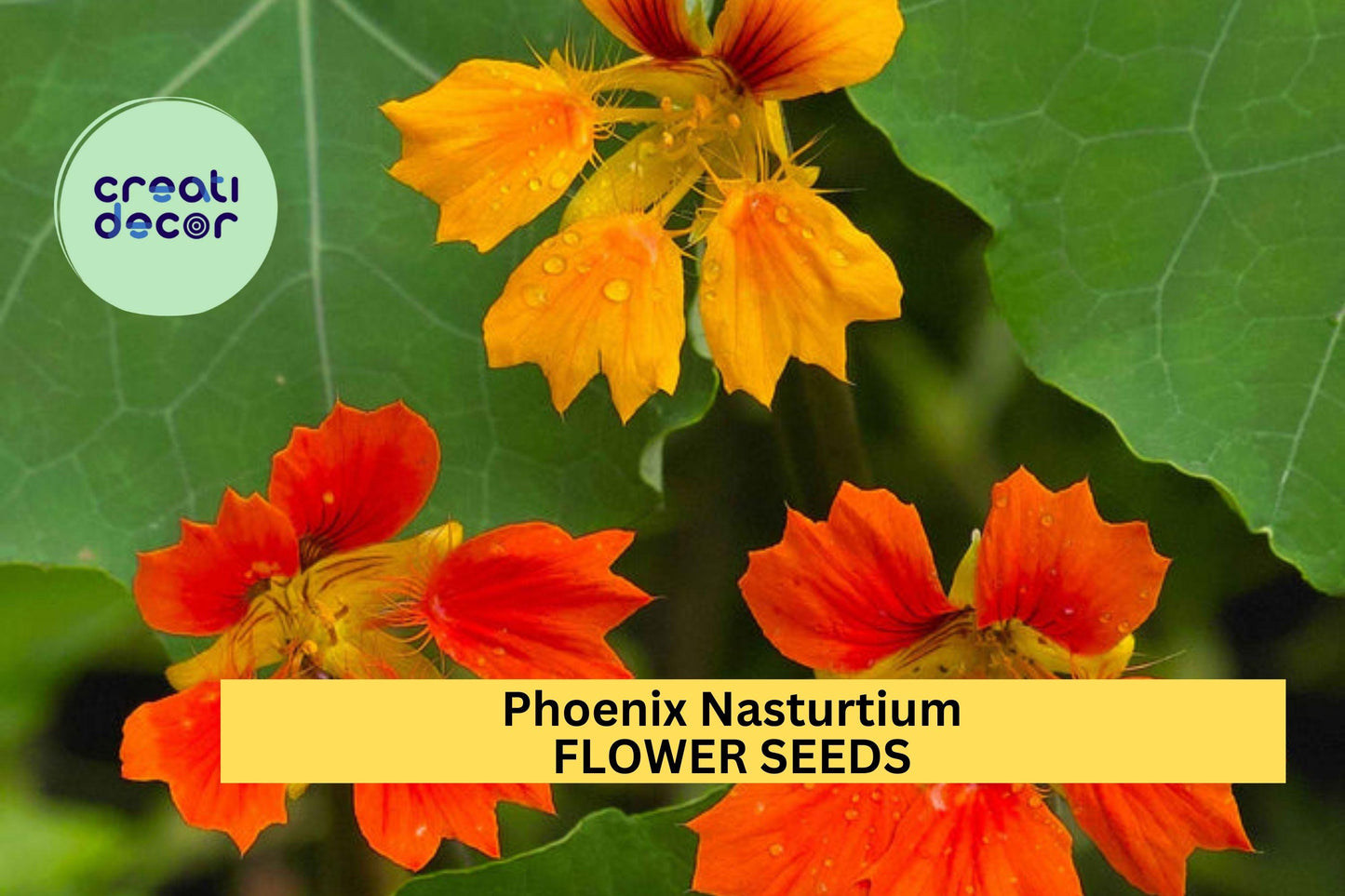 Phoenix Nasturtium Seeds – Fringed Edible Flowers for Garden Beds, Borders & Containers – Tropaeolum majus, Vibrant Red, Orange & Gold
