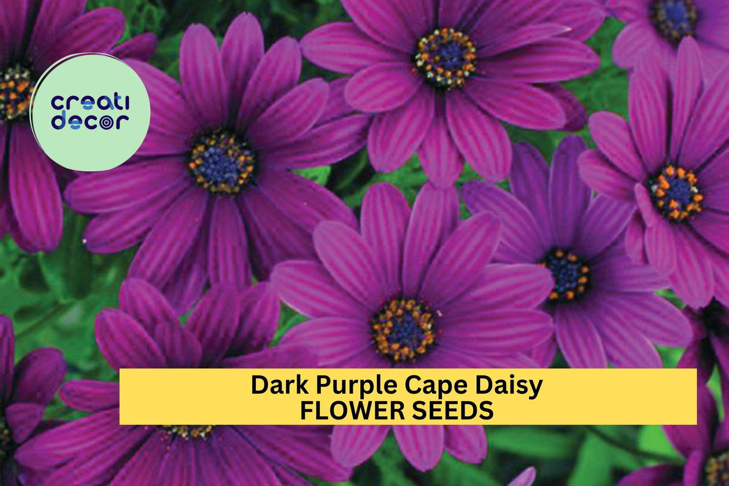 200+ Dark Purple Cape Daisy Seeds – Drought-Tolerant Osteospermum ecklonis for Gardens, Borders & Containers