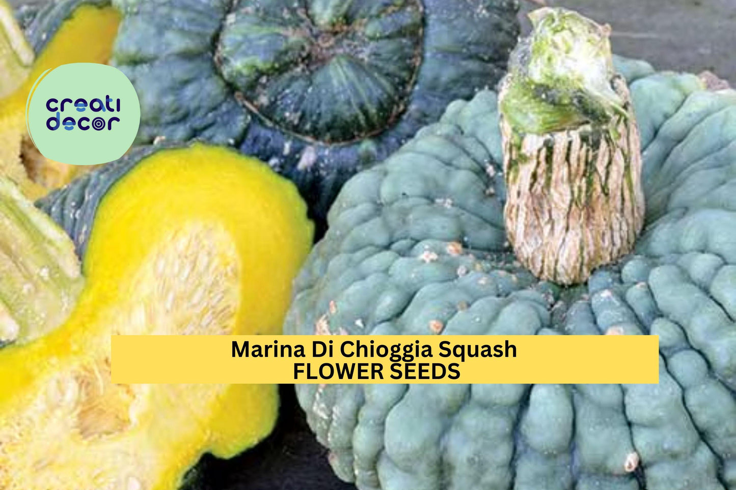 Marina Di Chioggia Heirloom Winter Squash Seeds – Warted Dark Green Rind, Sweet Nutty Orange Flesh, Cucurbita maxima, 25+ Seeds