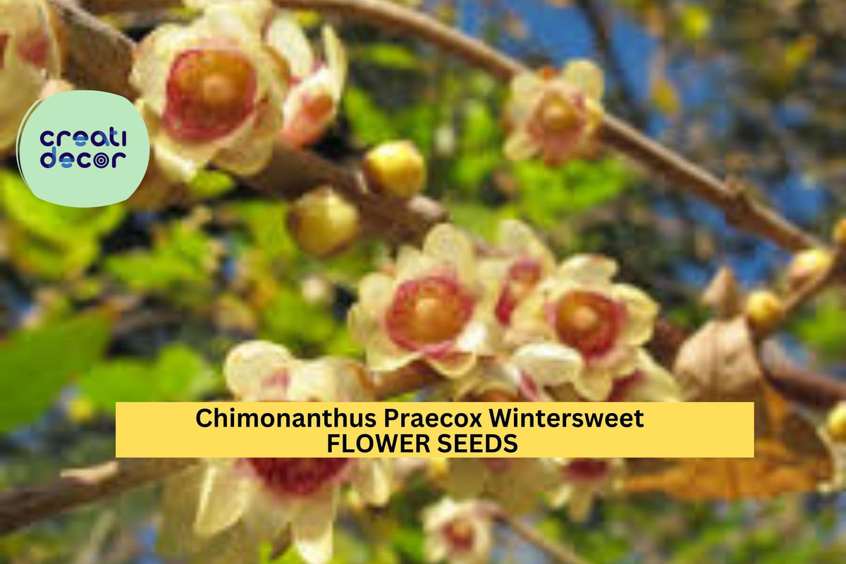 10 Seeds Chimonanthus Praecox Wintersweet Tree Seeds – Fragrant Yellow Blooms for Winter Gardens & Landscaping