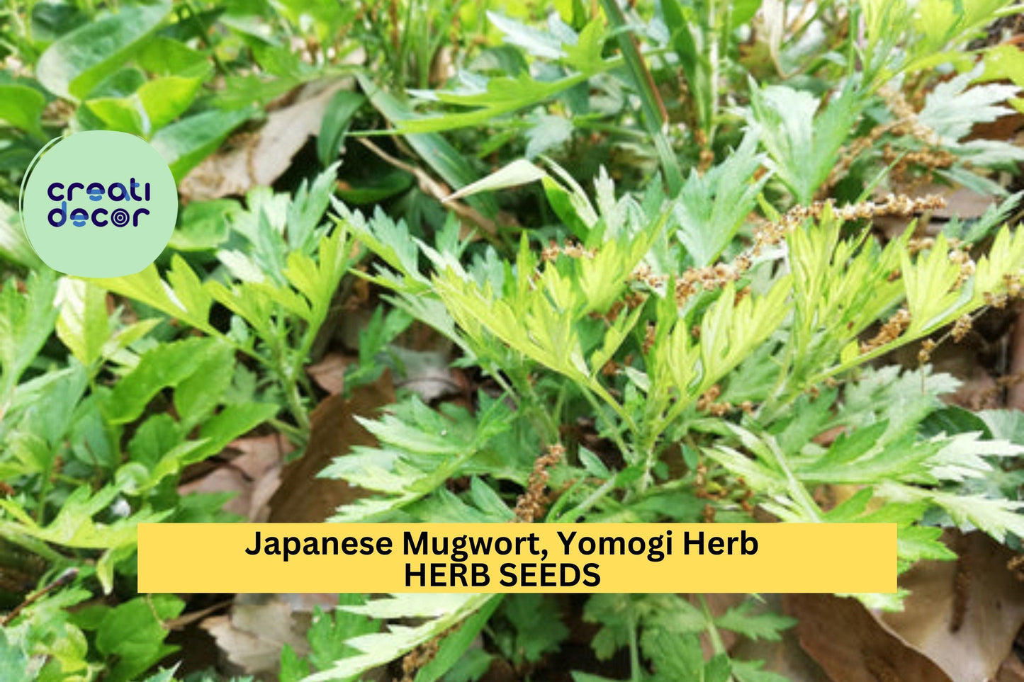 3pcs Japanese Mugwort Seeds – Artemisia princeps Yomogi Herb for Culinary & Garden, Hardy Perennial Aromatic Plant