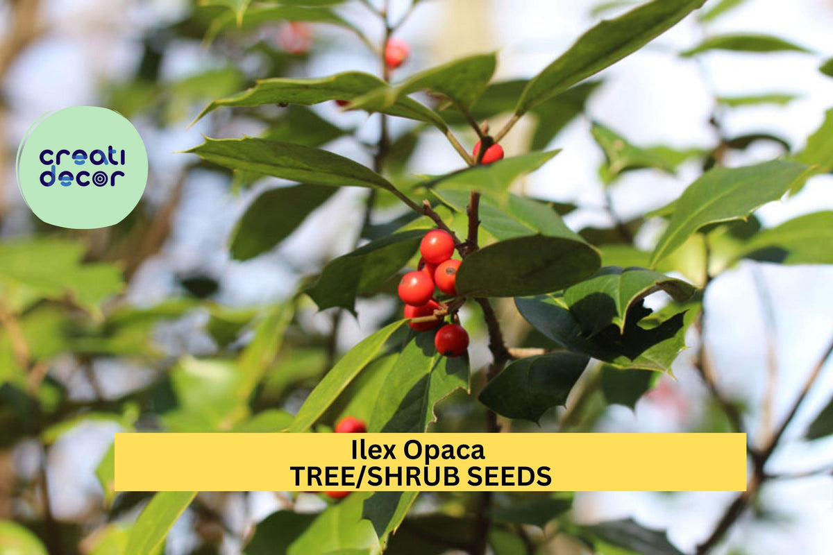 3pcs Ilex opaca American Holly Seeds – Evergreen Tree Seeds for Privacy Screens, Wildlife Gardens, Native Landscaping