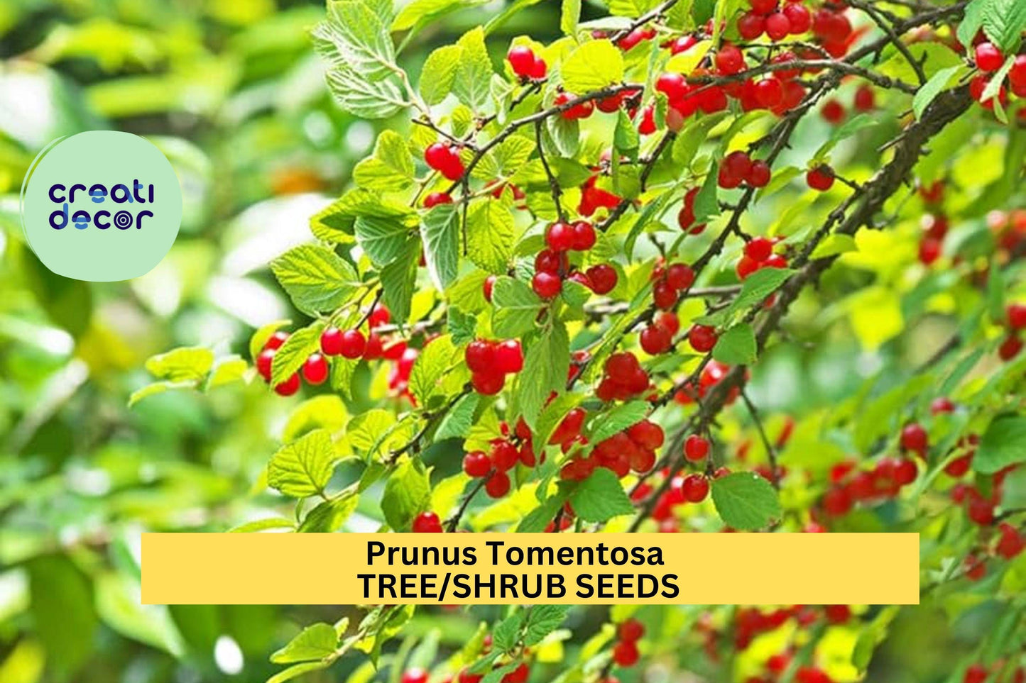 Prunus tomentosa Nanking Cherry Shrub Seeds – Edible, Flowering, Wildlife Garden, Pink-White Blossoms, Red Cherries, Cold-Hardy