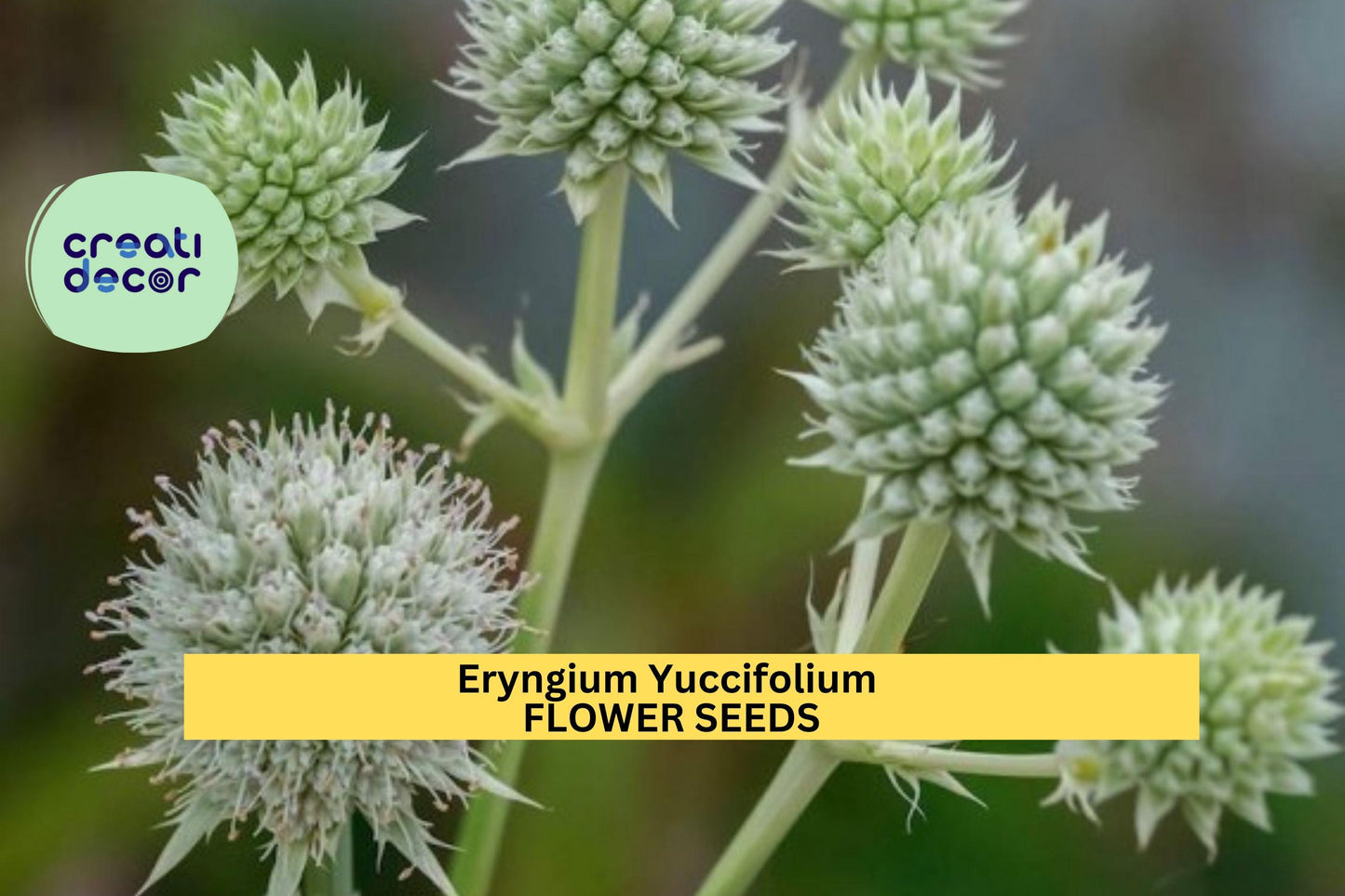 3pcs Eryngium yuccifolium Seeds – Rattlesnake Master Native Prairie Perennial for Pollinator Gardens