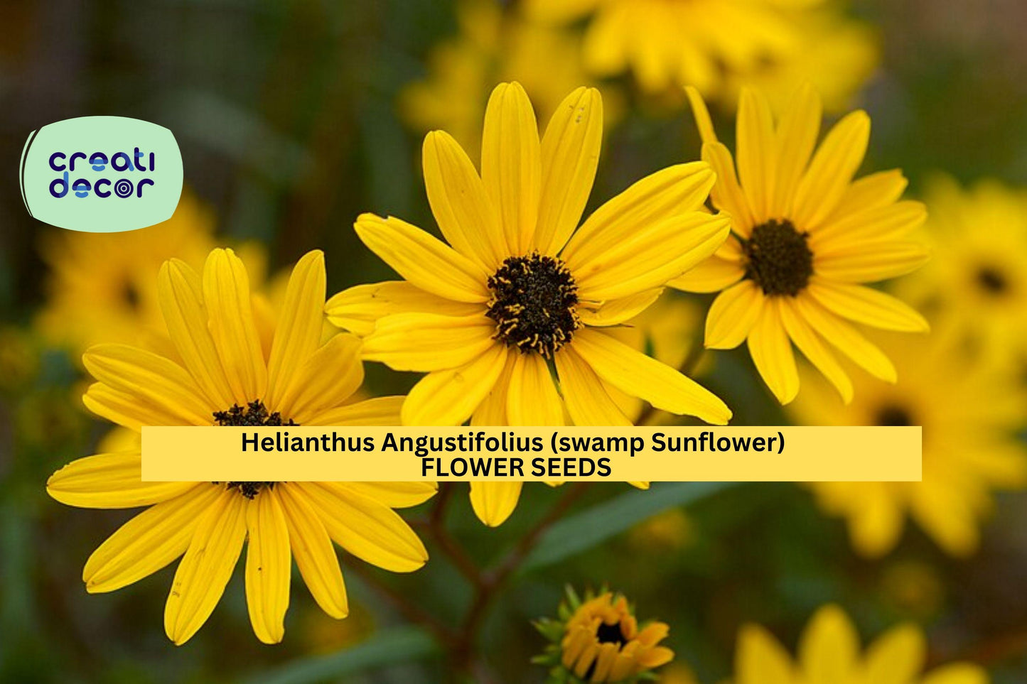 Helianthus angustifolius Swamp Sunflower Seeds for Pollinator Gardens, Wet Soils, Fall Borders, Native Perennial