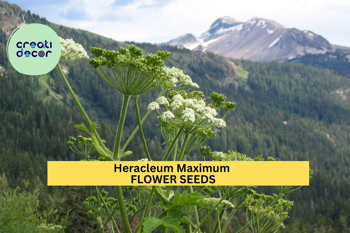 3pcs Cow Parsnip Seeds Heracleum maximum Native Wildflower for Pollinators & Naturalized Landscapes