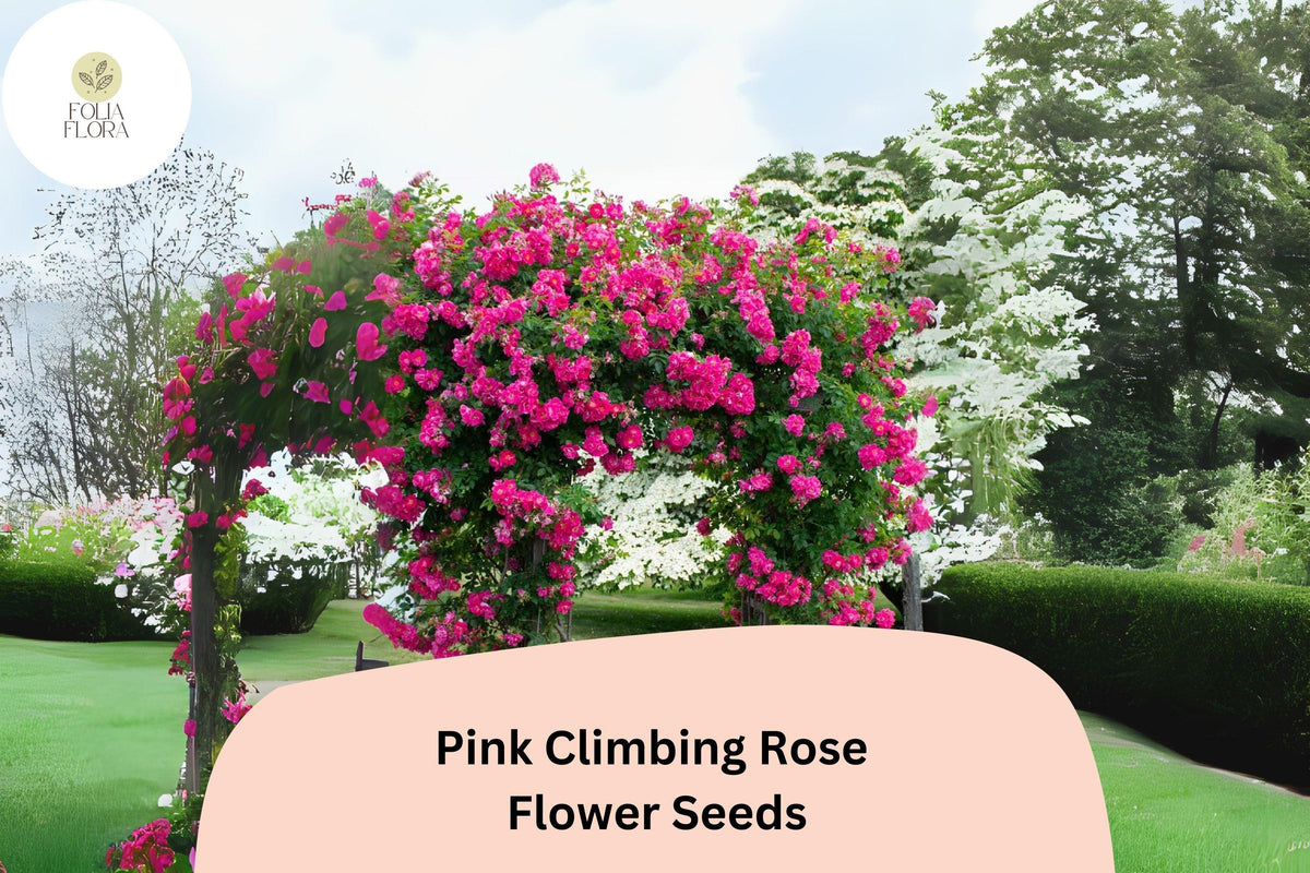 Pink Climbing Rose Seeds, Fragrant, Fast Growing, Rosa spp., Perennial Flowering Vine for Trellises & Fences