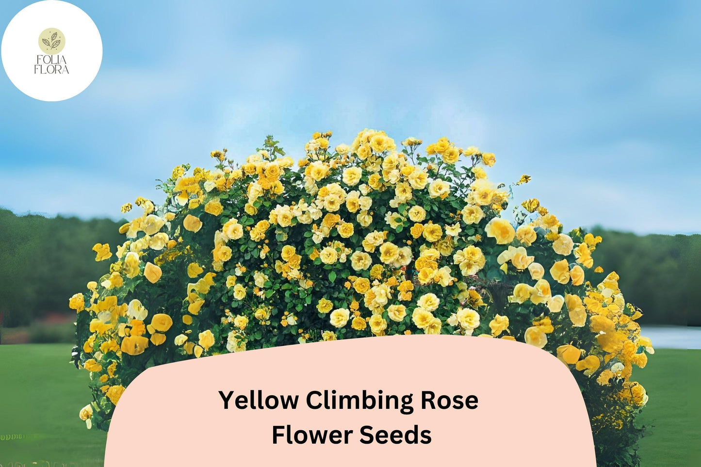 Yellow Climbing Rose Seeds – Fragrant, Rare, Fast Growing, Rosa spp., Perennial Flowering Vine for Trellises & Fences