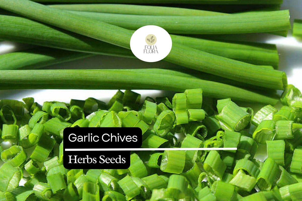 500 Garlic Chive Seeds – Heirloom Perennial Herb with Edible White Flowers & Mild Garlic Flavor – Allium tuberosum