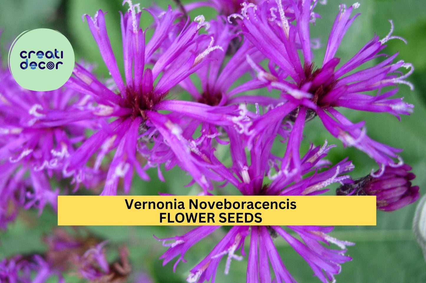 Vernonia noveboracensis Seeds – 2 Pack of 100 Bright Purple Ironweed Seeds for Pollinator Gardens, Meadows, Native Landscapes