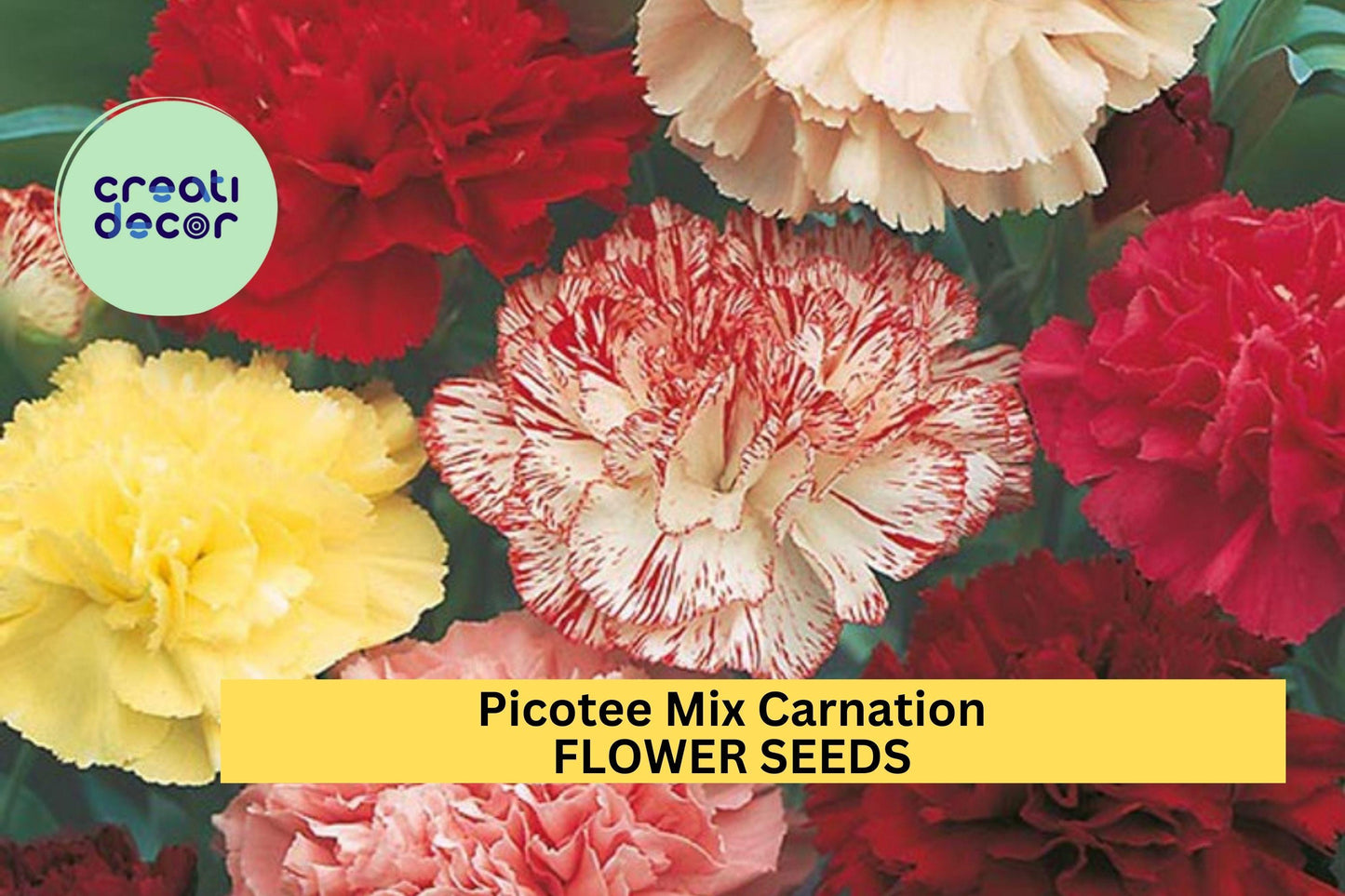 200+ Picotee Mix Carnation Seeds – Ruffled Bi-Color Dianthus caryophyllus for Garden, Cut Flowers, Borders
