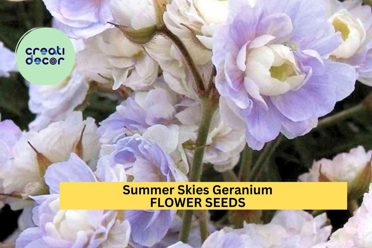 Summer Skies Geranium Seeds – Lavender-Blue Flowers, Perennial, Cottage Garden, Pollinator-Friendly, Geranium pratense, 25+ Seeds