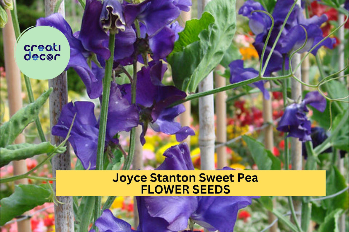 50+ Joyce Stanton Sweet Pea Seeds – Lavender-Violet Fragrant Climbing Vines for Garden Trellises, Fences, and Arches – Lathyrus odoratus