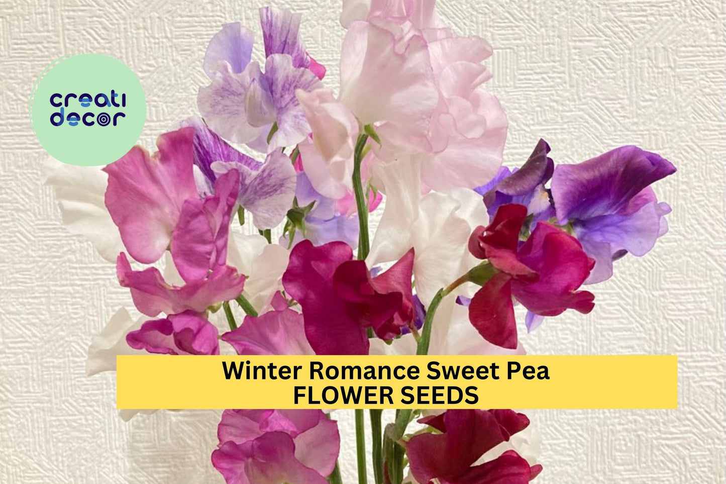 Sweet Pea Seeds 50+ Blush Pink Fragrant Climbing Vines Lathyrus odoratus for Garden Trellises