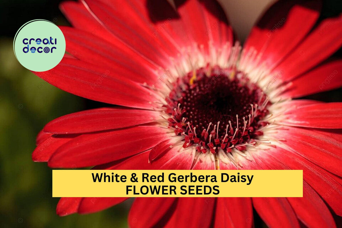 200+ White & Red Gerbera Daisy Seeds – Two-Tone Blooms for Garden, Cut Flowers, Pollinator Attractant – Gerbera jamesonii