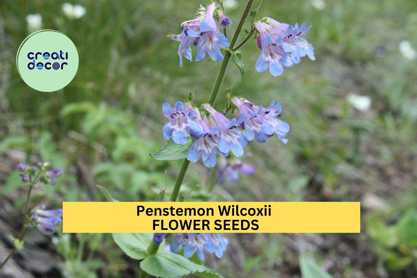 3pcs Penstemon wilcoxii Seeds – Native Pollinator Garden, Drought-Tolerant, Blue-Violet Flowers, Rocky Soil, Xeriscape, Wildflower Seeds