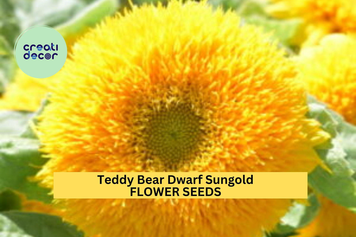 Teddy Bear Dwarf Sunflower Seeds – 3 Pack, Helianthus annuus, Bright Golden Double Fluffy Blooms for Gardens & Containers