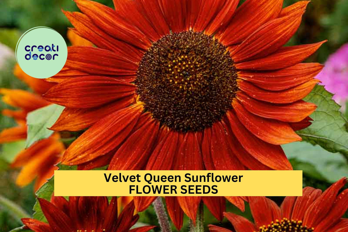 Velvet Queen Sunflower Seeds 3 Pack – Deep Red Burgundy Blooms, Pollinator-Friendly Helianthus annuus