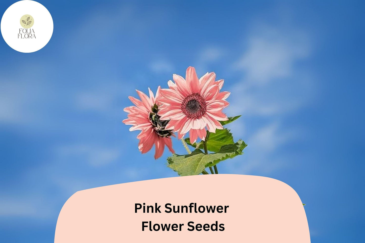 Non-GMO Pink Sunflower Seeds | Helianthus annuus | Rare Pink Blooms for Garden & Cut Flowers