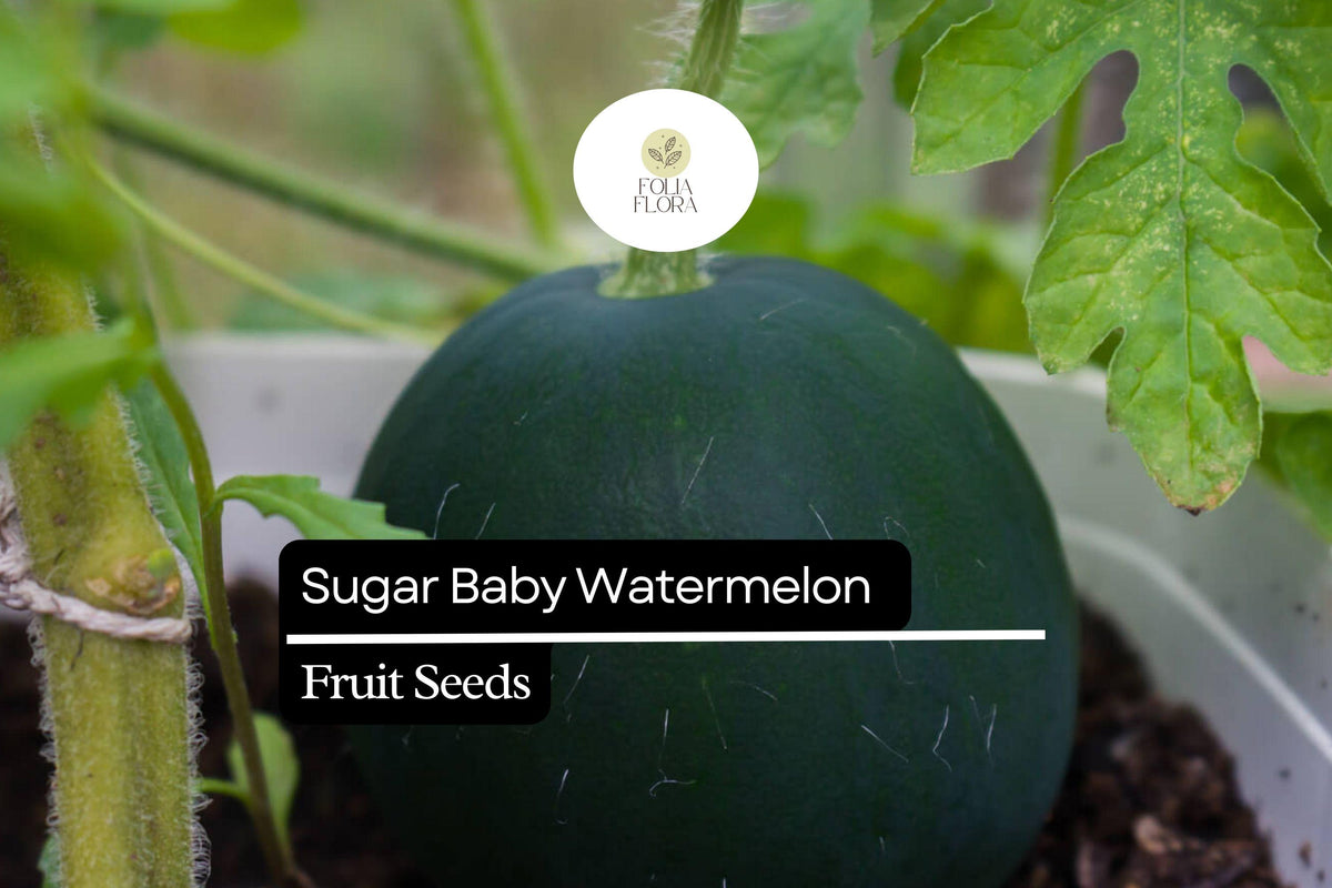 45pcs Sugar Baby Watermelon Seeds | Juicy, Sweet, Non-GMO | Citrullus lanatus | Compact, Early Maturing Fruit
