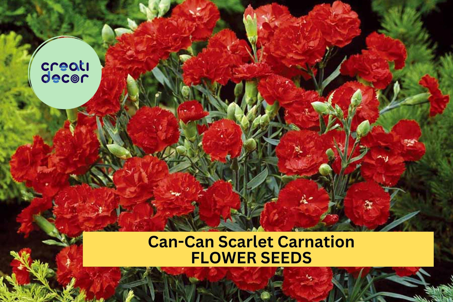 Can-Can Scarlet Carnation Seeds – Ruffled Red Flowers for Garden, Borders, Bouquets | Dianthus caryophyllus Seed Pack