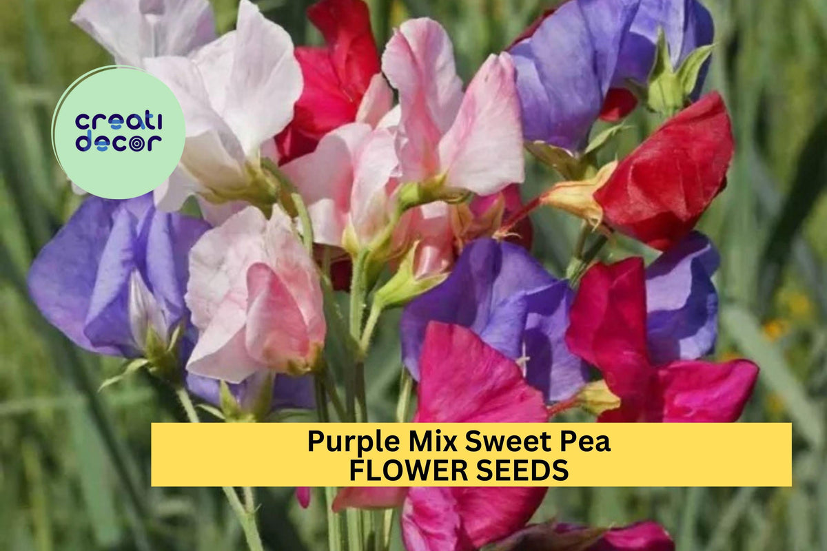 50+ Purple Mix Sweet Pea Seeds – Fragrant Climbing Vines for Gardens, Bouquets & Trellises – Lathyrus odoratus