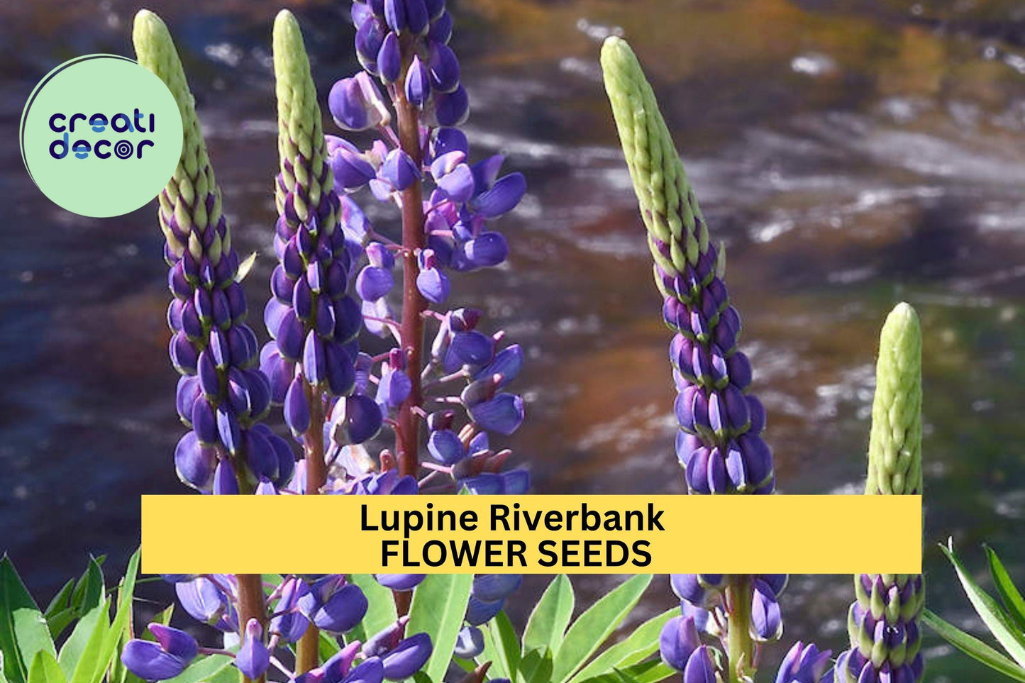 3pcs of 500mg Lupinus rivularis Seeds – Native Wildflower for Erosion Control, Pollinator Gardens & Natural Landscaping