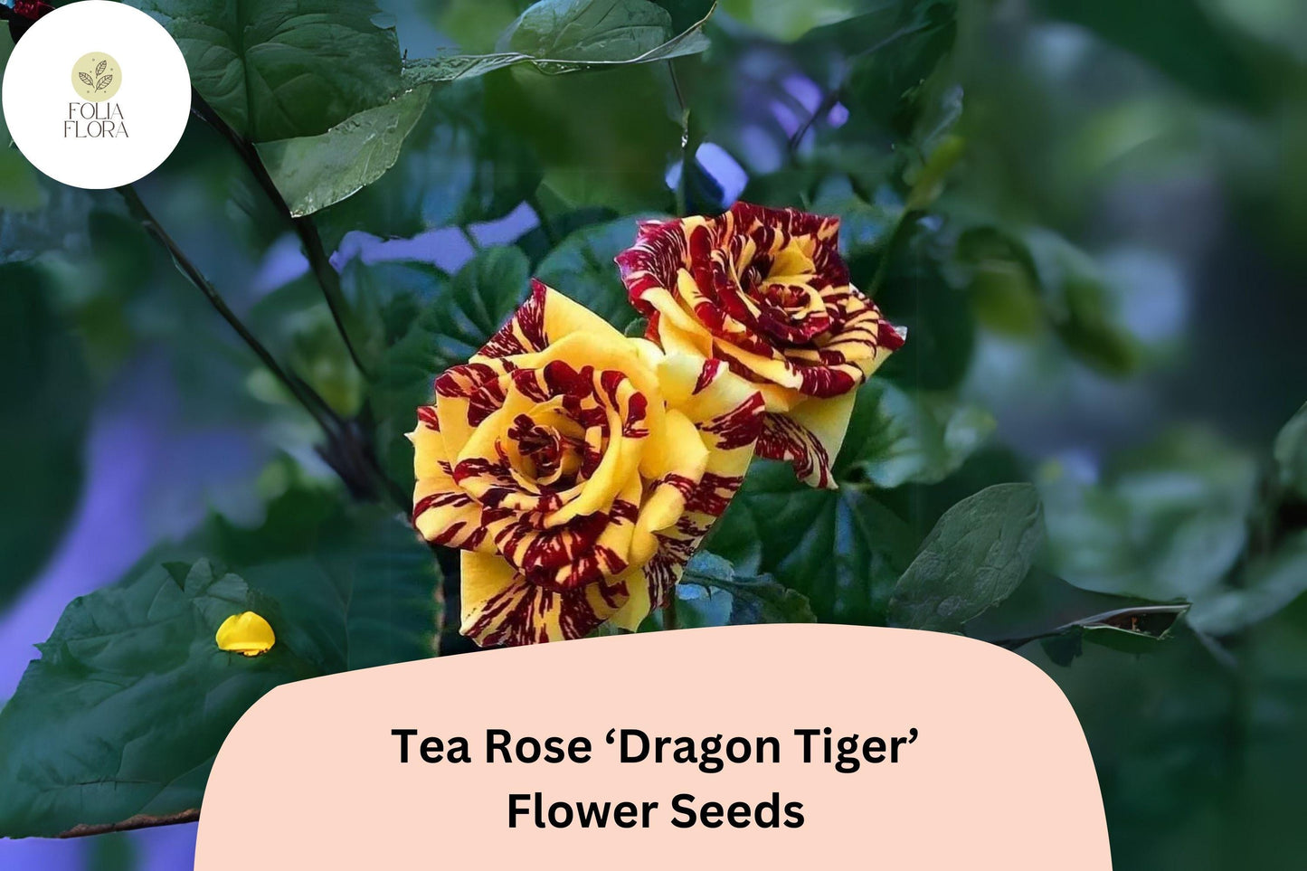 20 Dragon Tiger Tea Rose Seeds – Rare Striped Rosa chinensis Fragrant Bloom for Garden Beds & Containers