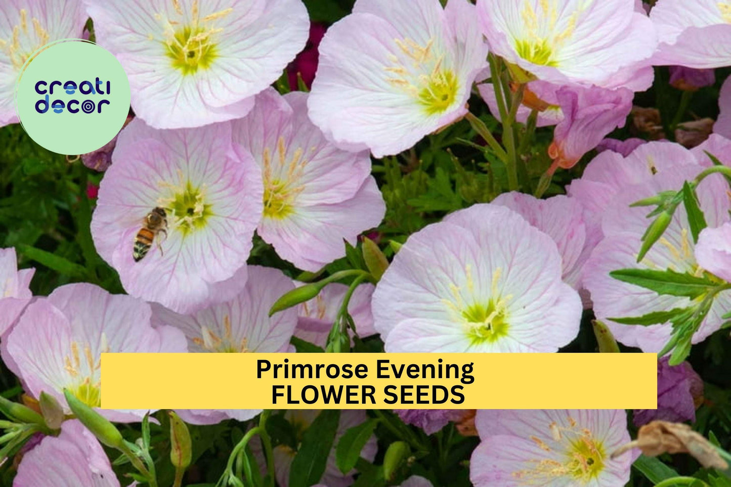 3pcs of 100mg Evening Primrose Seeds – Fragrant Night-Blooming Yellow Flowers for Pollinator Gardens & Wildflower Borders – Oenothera biennis