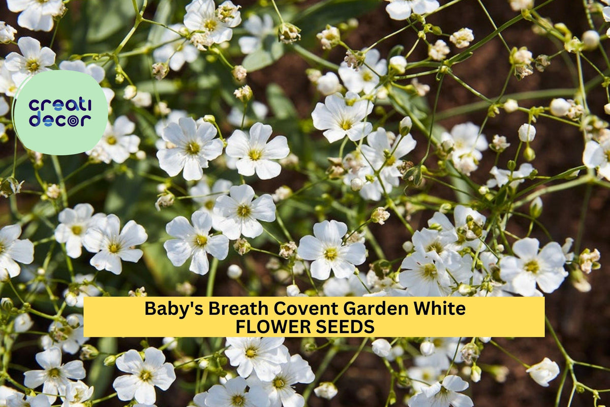 3pcs Baby’s Breath Covent Garden Seeds Gypsophila elegans White for Bouquets, Borders & Cottage Gardens