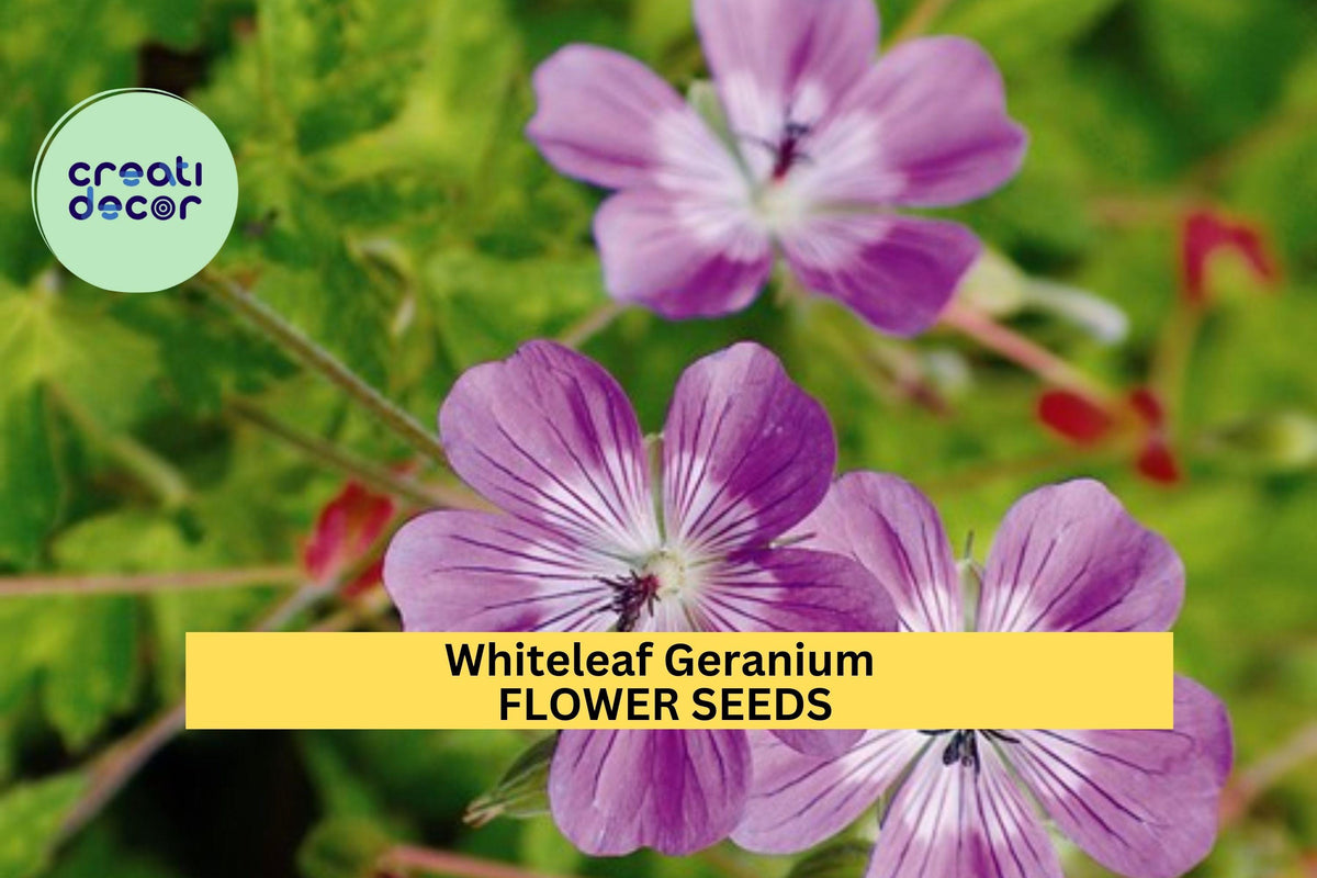 Whiteleaf Geranium Seeds – 25+ Soft Green Foliage & Delicate Blooms, Shade-Tolerant Groundcover, Geranium richardsonii, Perennial Plant