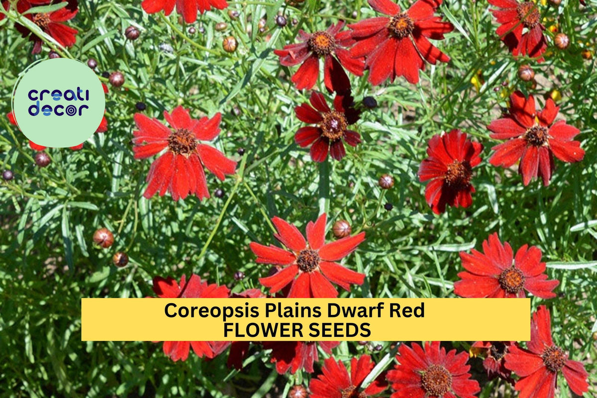 3pcs Coreopsis Plains Dwarf Red Seeds – Bright Red Flowers, Pollinator Attracting, Easy Annual Flower Seeds for Garden Beds & Containers