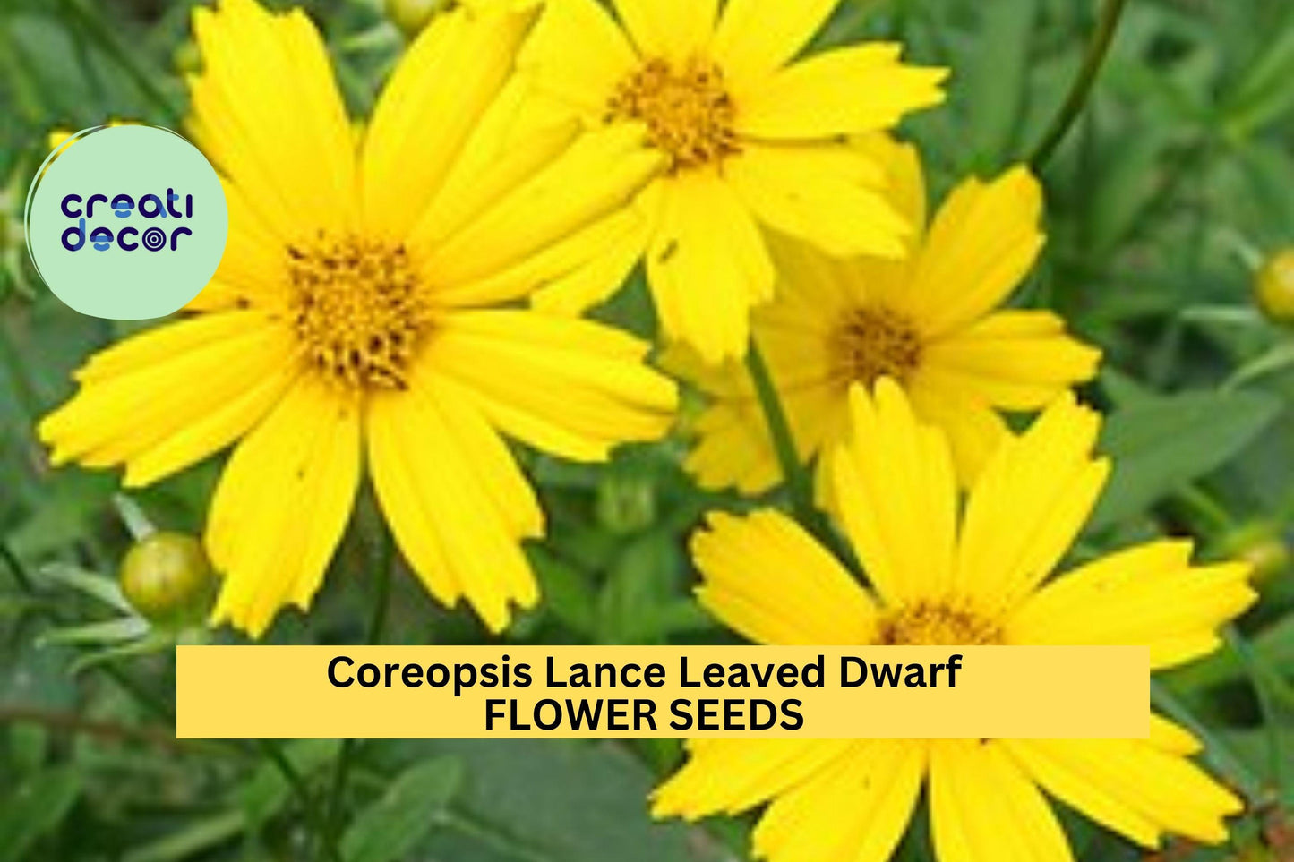 3pcs of Coreopsis Lanceolata Dwarf Seeds – Bright Yellow Blooms, Pollinator-Friendly, Easy-Care Perennial Flowers for Borders and Containers