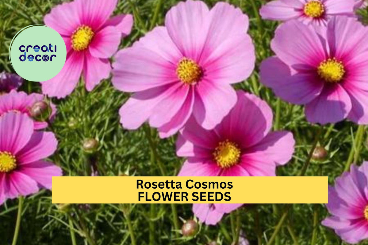 200+ Rosetta Cosmos Seeds – Rosy-Pink Frilly Blooms for Garden, Pollinator-Friendly Annuals, Cosmos bipinnatus 'Rosetta'