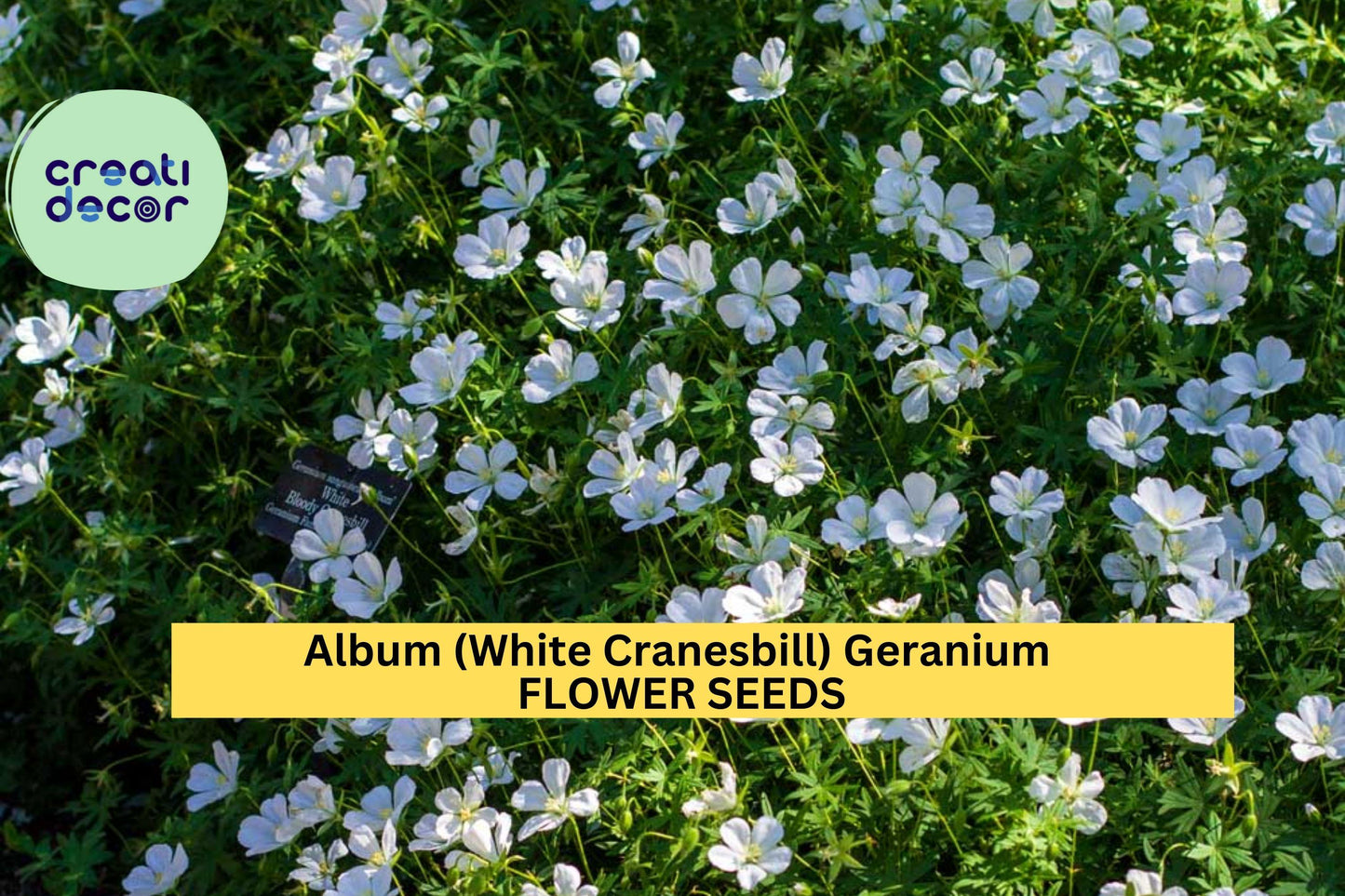 White Cranesbill Geranium Seeds – Perennial Groundcover, White Flowers, Geranium clarkei ‘Album’, Shade-Tolerant, 25+ Seeds