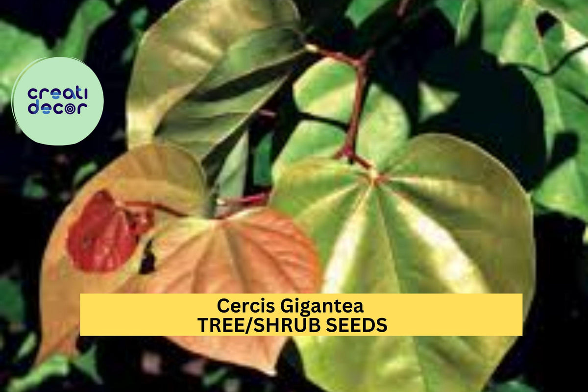 3pcs Cercis gigantea Chinese Redbud Tree Seeds – Ornamental Spring Flowering Seeds for Garden, Borders, and Landscaping