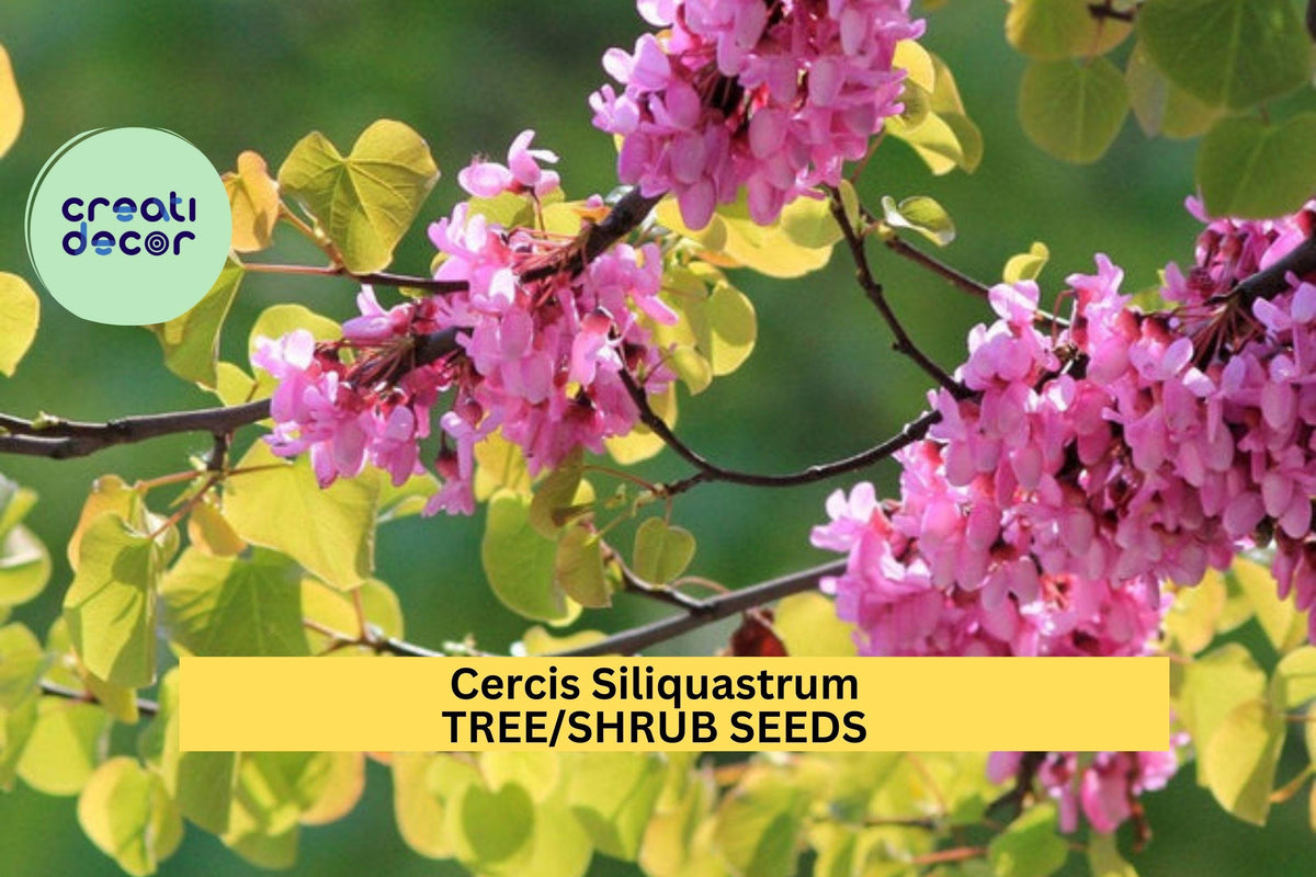 10 Seeds Cercis siliquastrum Judas Tree Ornamental Flowering Tree with Magenta Blooms & Heart-Shaped Leaves